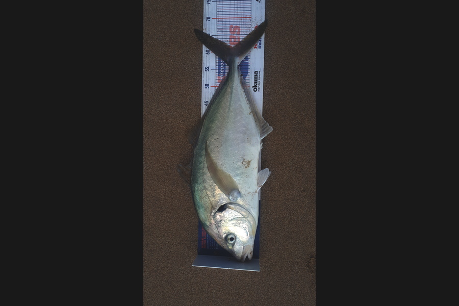 John  Currie caught this 61cm Trevally at Far North  during The Export NZ Fishing Competition