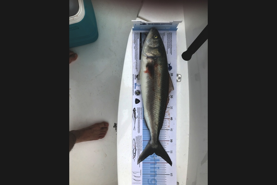 Francois Germishuizen caught this 55.0cm Kahawai at Shag Rock during The Export NZ Fishing Competition