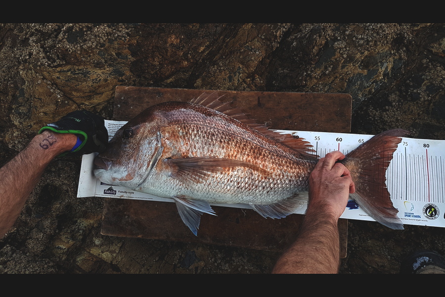 Andrew Wilson caught this 70.5cm Snapper at hauraki gulf during The Export NZ Fishing Competition
