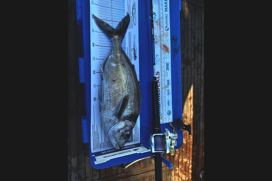 laurie taylor caught this 47cm Tarakihi at Bell Block during The Export NZ Fishing Competition