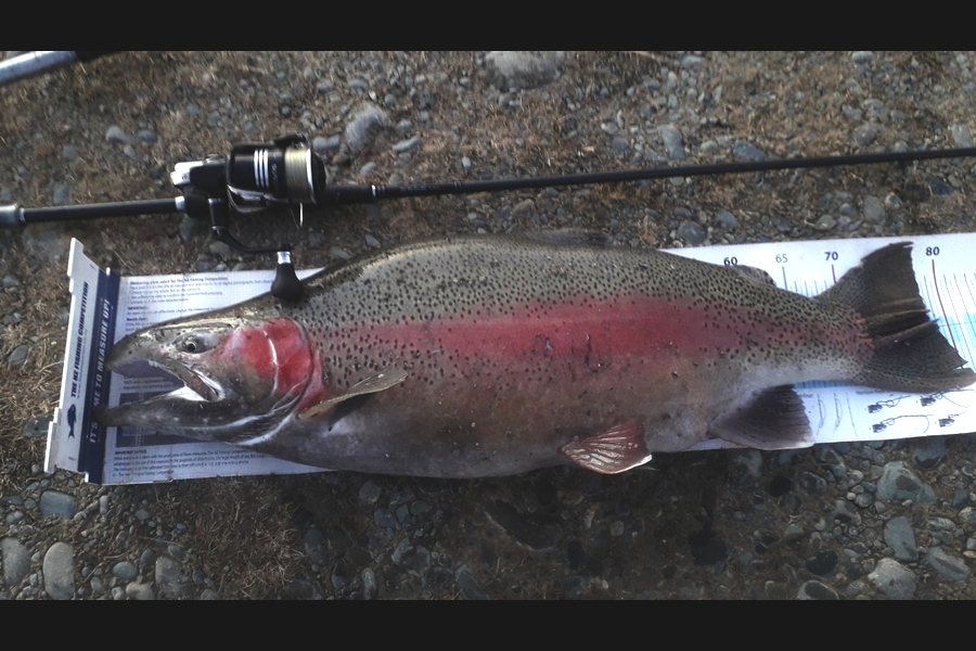 Bob Murphy caught this 78cm Trout at Twizel during The Export NZ Fishing Competition