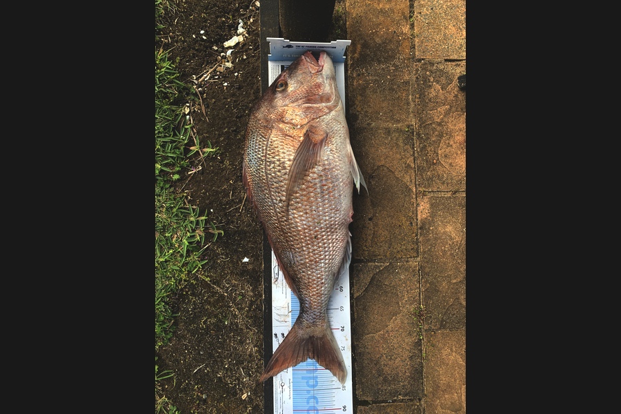 Nathan  Young caught this 77.5cm Snapper at Doubtless Bay during The Export NZ Fishing Competition