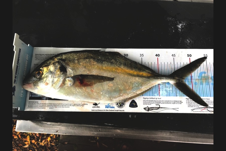 Grant Dixon caught this 47.5cm Trevally at Bream Bay during The Export NZ Fishing Competition