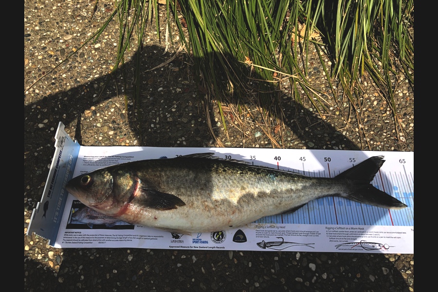 Milan Wilson caught this 57.5cm Kahawai at Rangitoto  during The Export NZ Fishing Competition