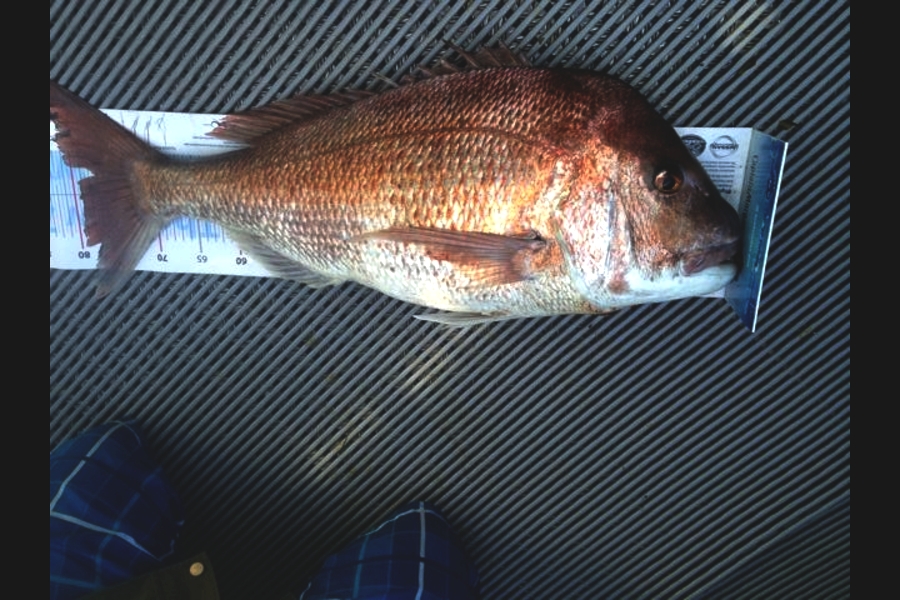 Carl Muir caught this 79.0cm Snapper at Aldermens during The Export NZ Fishing Competition
