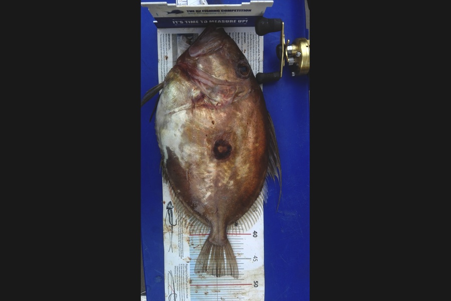 Mathew Goodall caught this 48.5cm John Dory at Firth of Thames during The Export NZ Fishing Competition