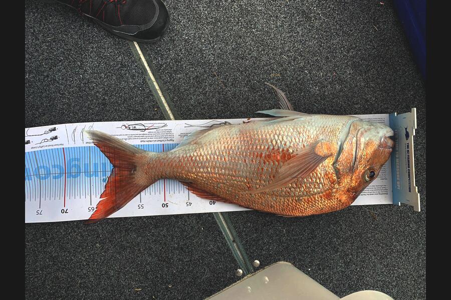mario viljoen caught this 60.0cm Snapper at Noises during The Export NZ Fishing Competition