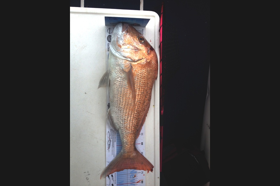Shane Swinehart caught this 72.5cm Snapper at COROMANDEL during The Export NZ Fishing Competition