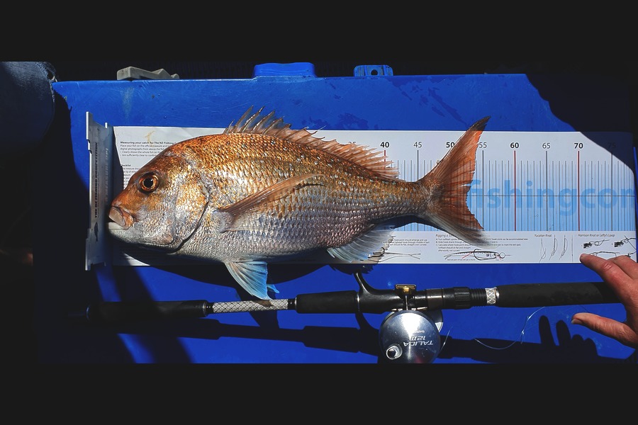 Bronwyn Douglas caught this 52.5cm Snapper at Bop during The Export NZ Fishing Competition