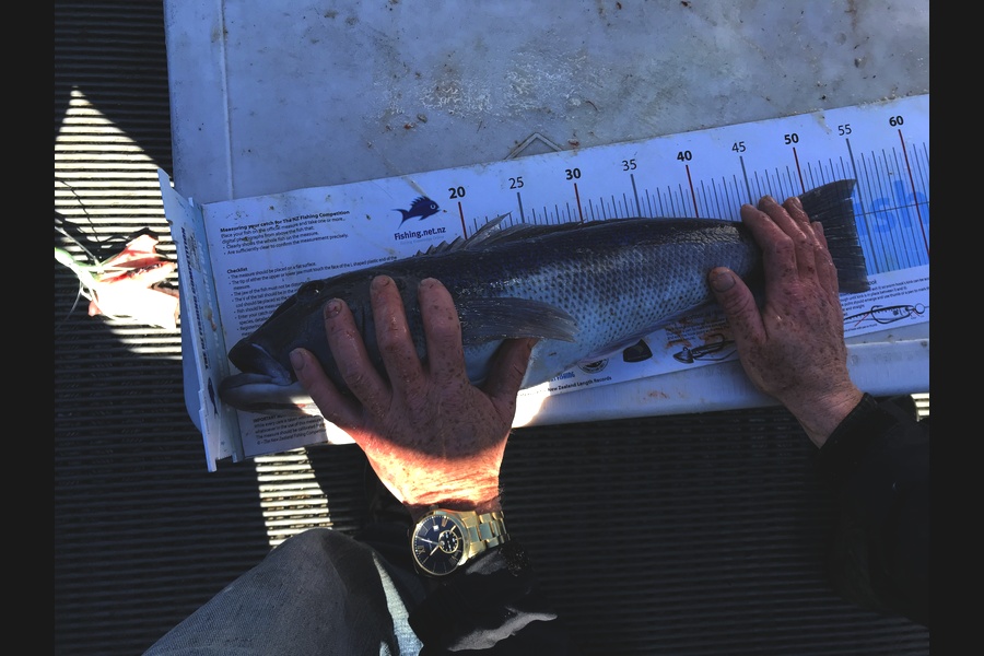 John Button caught this 53.5cm Blue Cod at Banks Peninsula during The Export NZ Fishing Competition