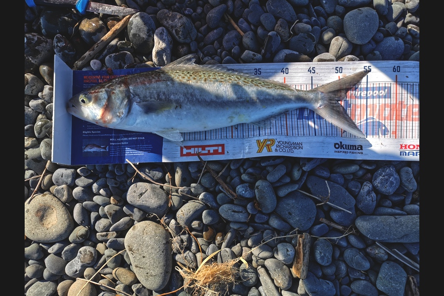 Estella  Carmichael  caught this 49.5cm Kahawai at Awatoto Napier during The Export NZ Fishing Competition