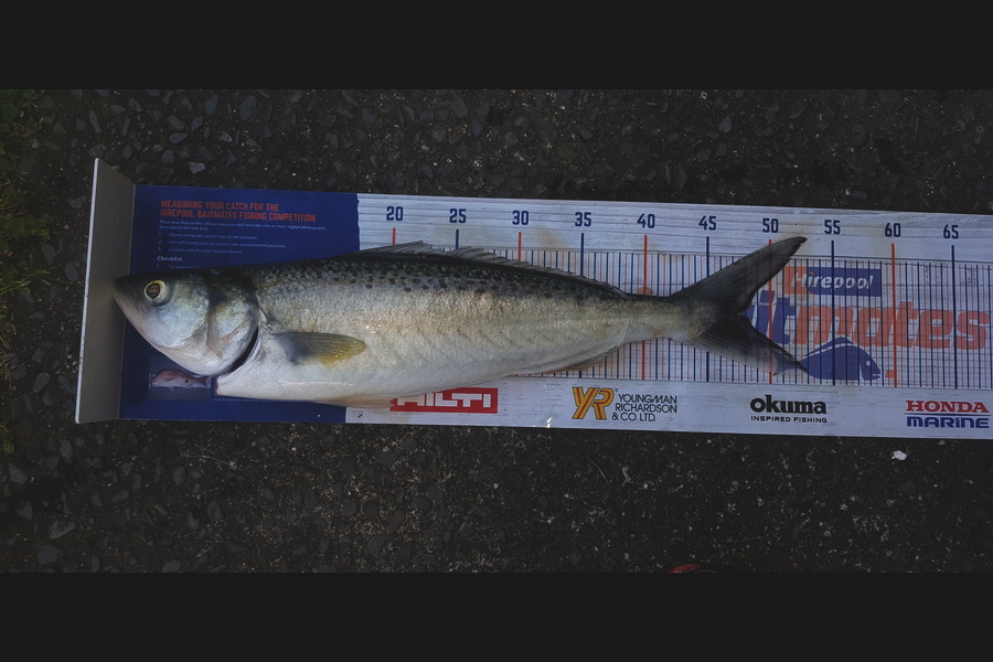 Tim  McKenzie caught this 46cm Kahawai at Napier during The Export NZ Fishing Competition