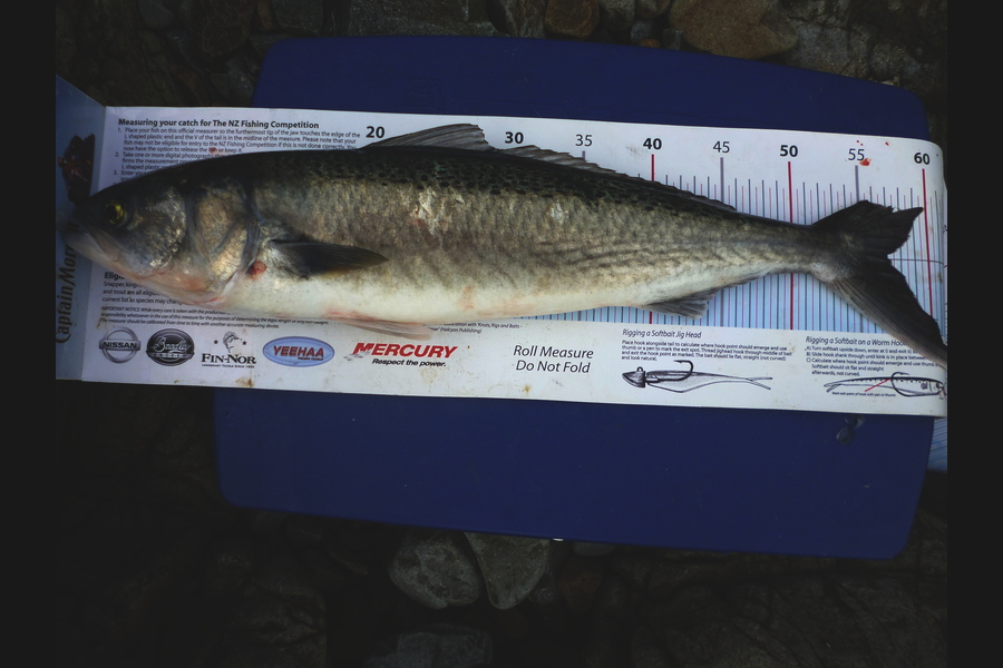 Troy McCallum caught this 56.0cm Kahawai at Coromandel during The Export NZ Fishing Competition