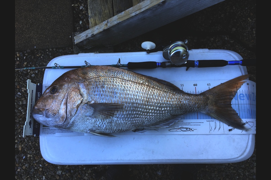 Hilman Solomon caught this 72.5cm Snapper at West Coast Manukau  during The Export NZ Fishing Competition