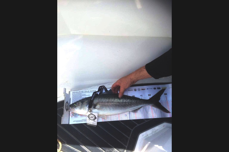 Shane  London caught this 54.5cm Kahawai at Coromandel during The Export NZ Fishing Competition