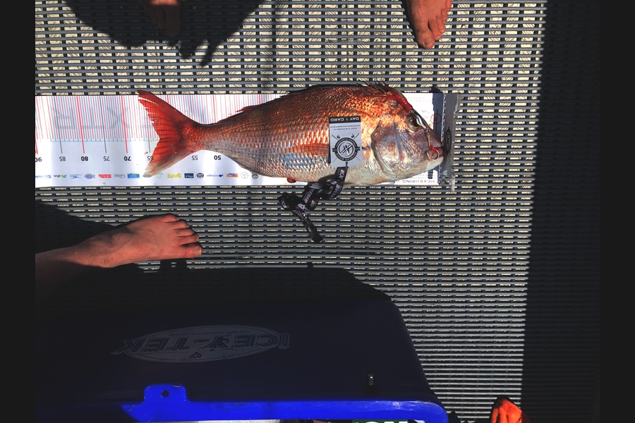 Craig  Spence caught this 62.5cm Snapper at Coromandel during The Export NZ Fishing Competition