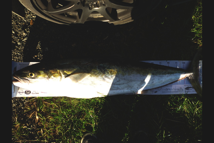 Troy McCallum caught this 109cm Kingfish at Coromandel during The Export NZ Fishing Competition