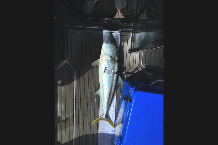 Daniel Clothier caught this 109.5cm Kingfish at Coromandel during The Export NZ Fishing Competition