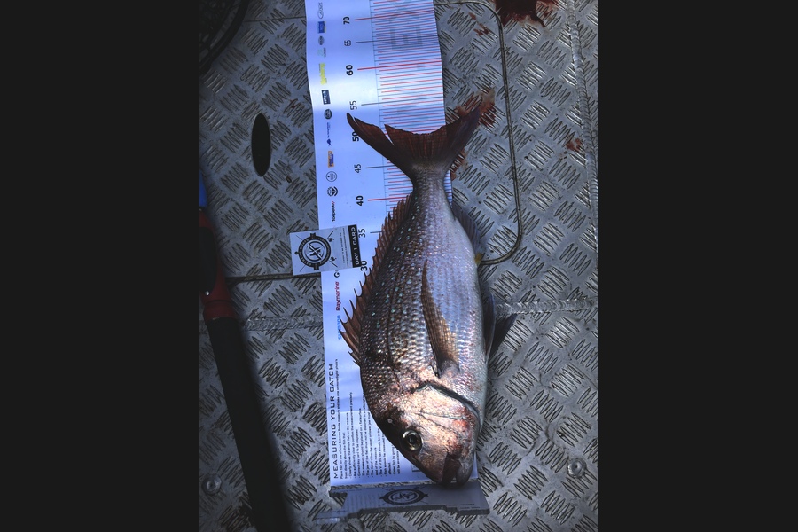 Josh  Lang caught this 49.5cm Snapper at Coromandel during The Export NZ Fishing Competition
