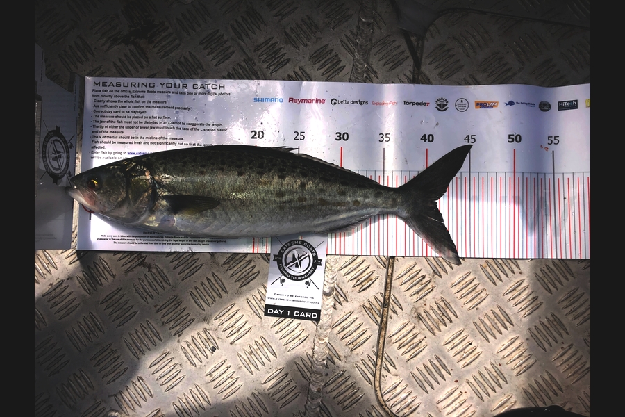 Josh  Lang caught this 41cm Kahawai at Coromandel during The Export NZ Fishing Competition