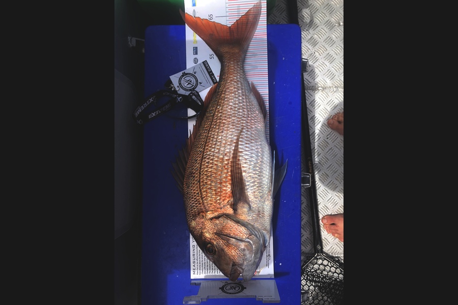 Clinton Barnes caught this 62.5cm Snapper at Coromandel during The Export NZ Fishing Competition