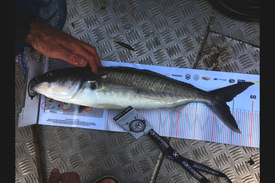 Bruce  Ellwood caught this 53cm Kahawai at Coromandel during The Export NZ Fishing Competition