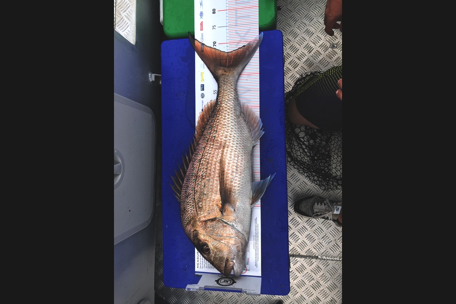Clinton Barnes caught this 67cm Snapper at Coromandel during The Export NZ Fishing Competition
