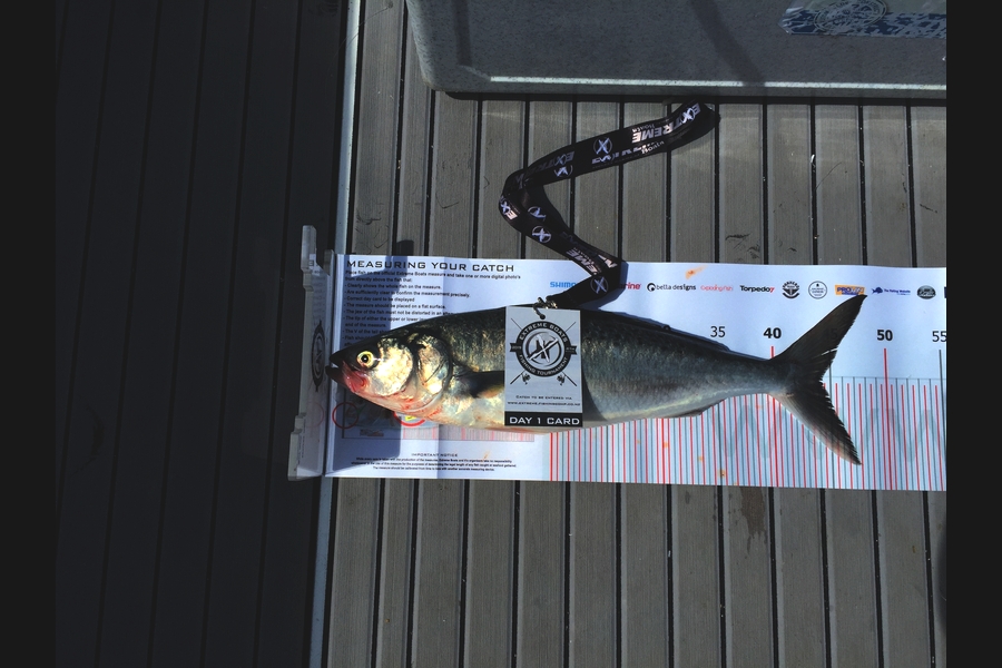 Tom  Barstow caught this 44.5cm Kahawai at Coromandel during The Export NZ Fishing Competition