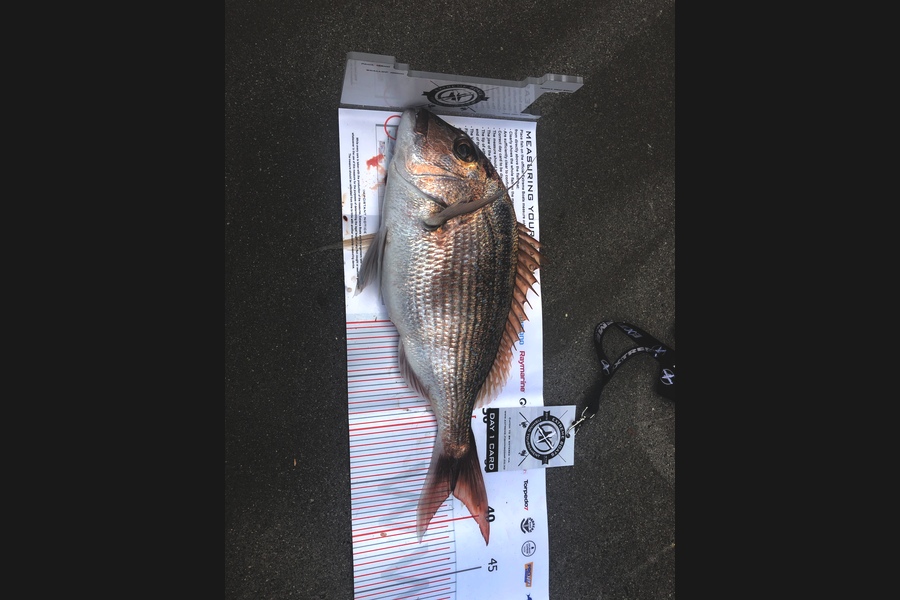Kevin  Taylor caught this 36cm Snapper at Coromandel during The Export NZ Fishing Competition