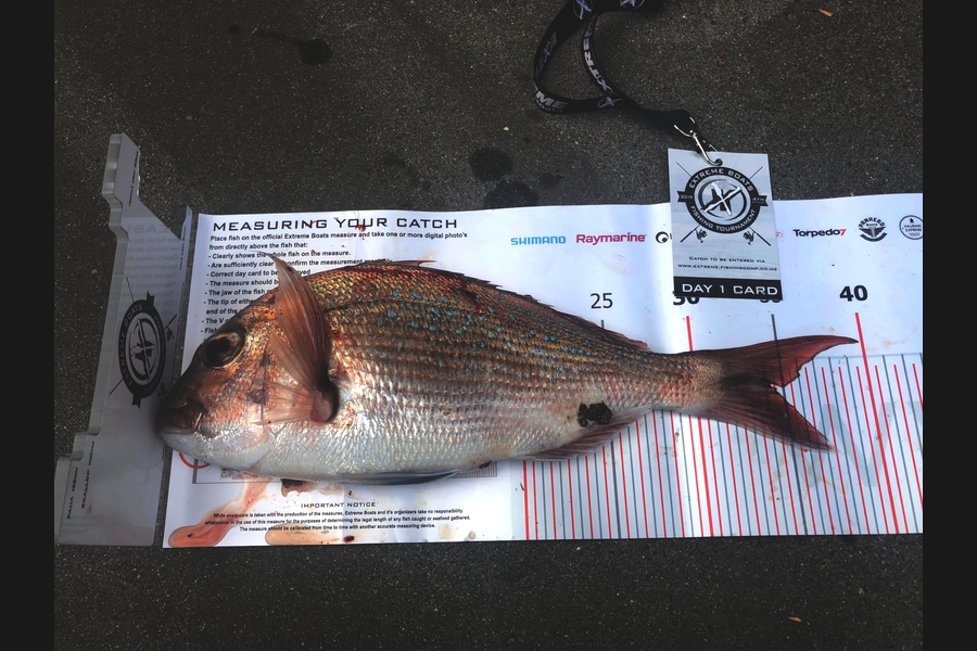 Kevin  Taylor caught this 34.5cm Snapper at Coromandel during The Export NZ Fishing Competition