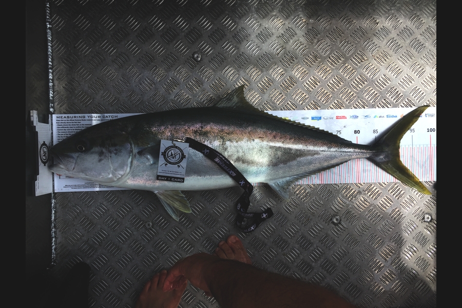 Jason Tapper caught this 91.5cm Kingfish at Coromandel during The Export NZ Fishing Competition