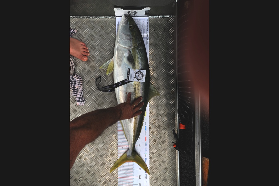 Ethan Tapper caught this 89.5cm Kingfish at Coromandel during The Export NZ Fishing Competition