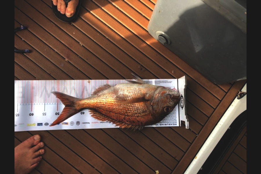 Aaron  Sinclair caught this 55.0cm Snapper at Coromandel during The Export NZ Fishing Competition