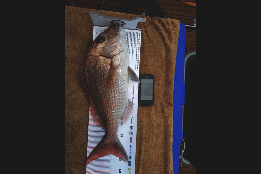Rowan Yandle caught this 52.0cm Snapper at Coromandel during The Export NZ Fishing Competition