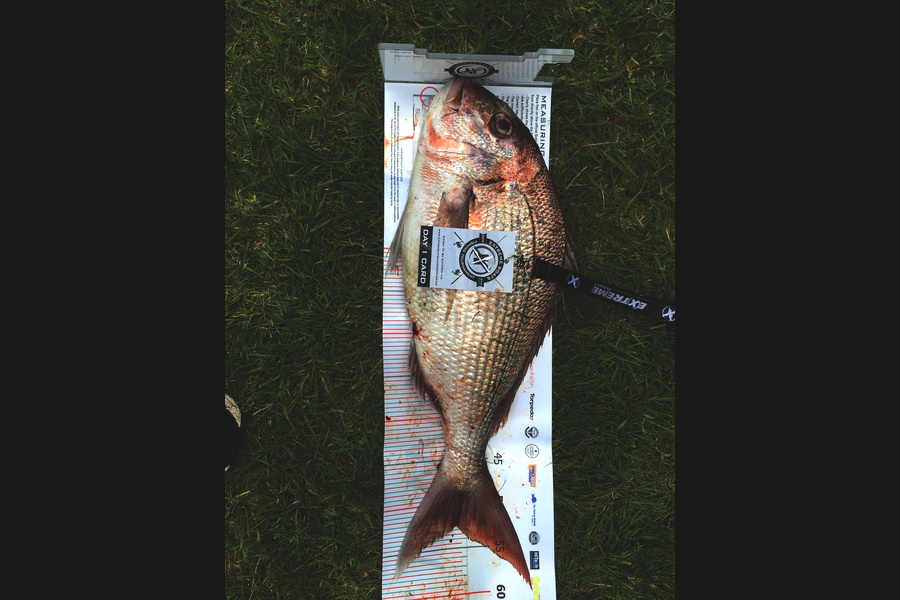 Patrick Scott caught this 52.5cm Snapper at Coromandel during The Export NZ Fishing Competition