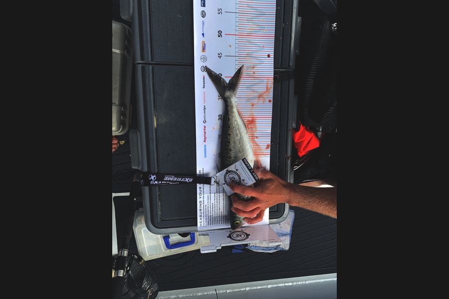 Guy  Jones caught this 38.5cm Kahawai at Coromandel during The Export NZ Fishing Competition