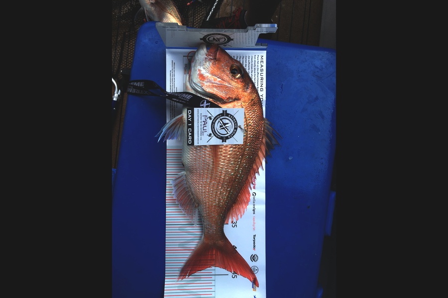 Paul McKnight caught this 43.0cm Snapper at Red Mercury  during The Export NZ Fishing Competition