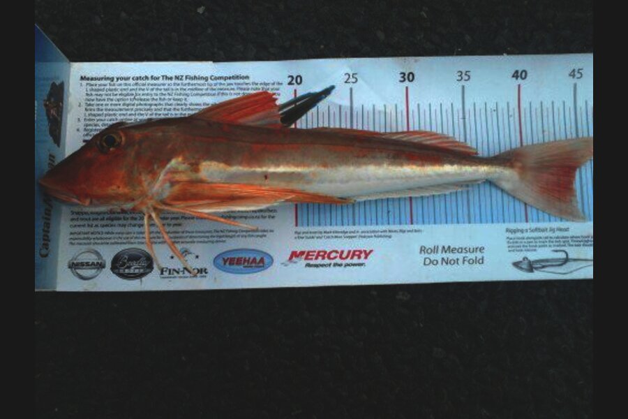 Dan Musson caught this 44.0cm Gurnard at Sth Coast during The Export NZ Fishing Competition