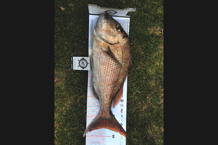 Laurie  Bates caught this 56.0cm Snapper at Coromandel during The Export NZ Fishing Competition
