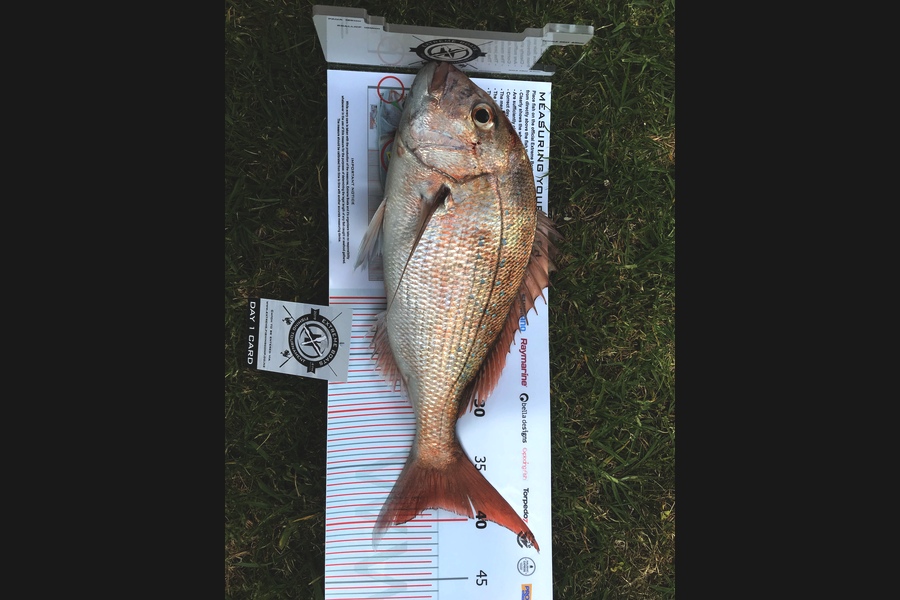 Laurie  Bates caught this 39.0cm Snapper at Coromandel during The Export NZ Fishing Competition