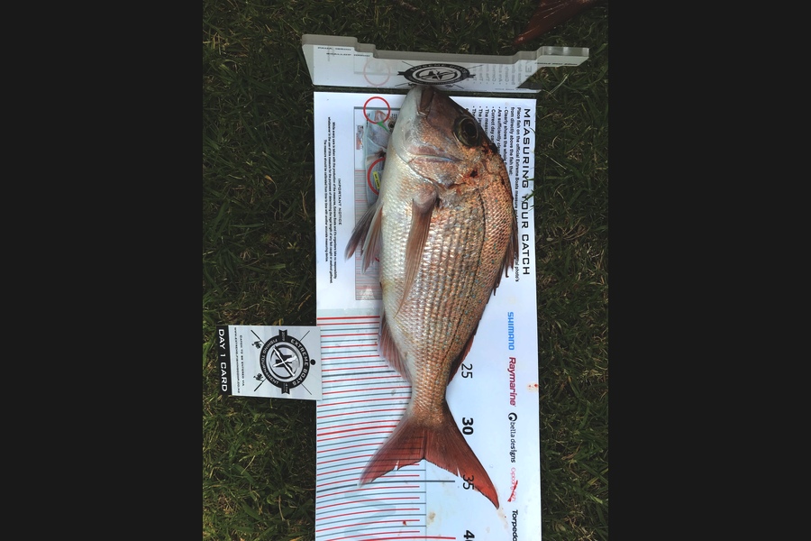 Laurie  Bates caught this 33.0cm Snapper at Coromandel during The Export NZ Fishing Competition