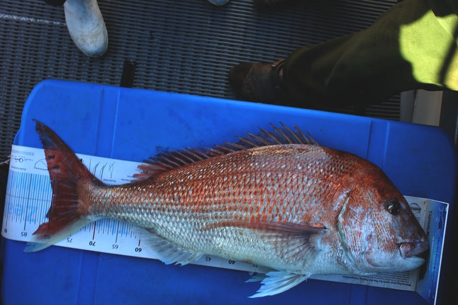 Troy Dando caught this 80.0cm Snapper at Durville Island during The Export NZ Fishing Competition
