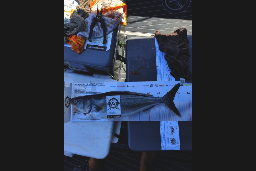 Dai Morgan caught this 52.0cm Kahawai at Coromandel during The Export NZ Fishing Competition
