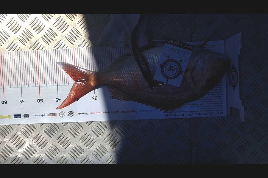 Laurie  Powell caught this 40.00cm Snapper at Coromandel during The Export NZ Fishing Competition
