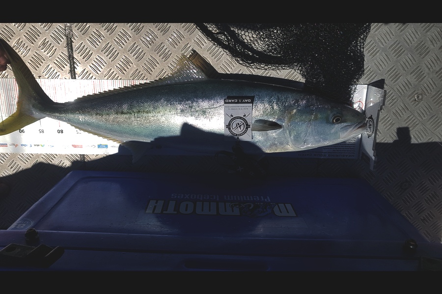 Laurie  Powell caught this 89.5cm Kingfish at Coromandel during The Export NZ Fishing Competition