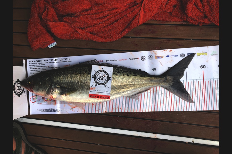 Henry  Blyth caught this 52.5cm Kahawai at Coromandel during The Export NZ Fishing Competition