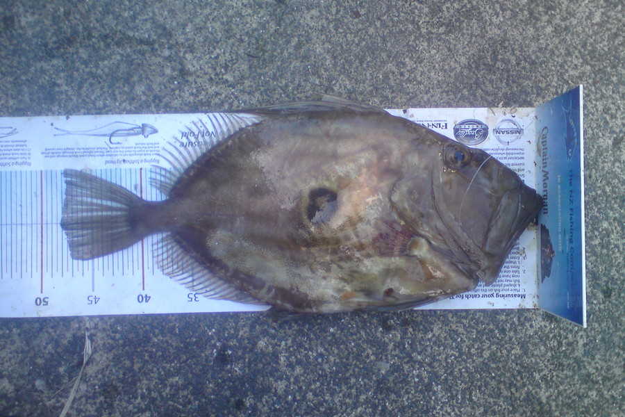 Martin Koks caught this 48.0cm John Dory at Takatu Channel during The Export NZ Fishing Competition