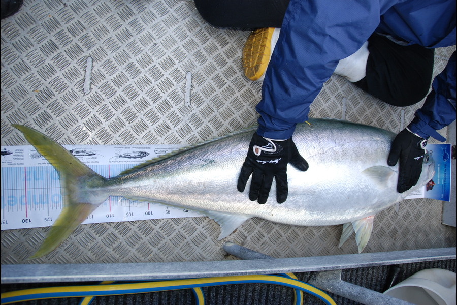 Troy Dando caught this 122.0cm Kingfish at Durville Island during The Export NZ Fishing Competition
