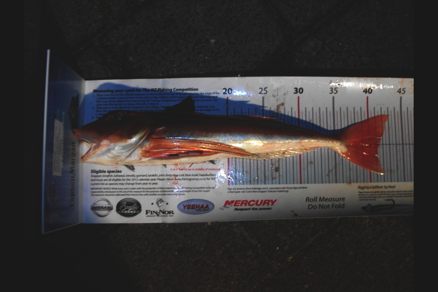 Jason Shallcrass caught this 41.0cm Gurnard at papamoa during The Export NZ Fishing Competition