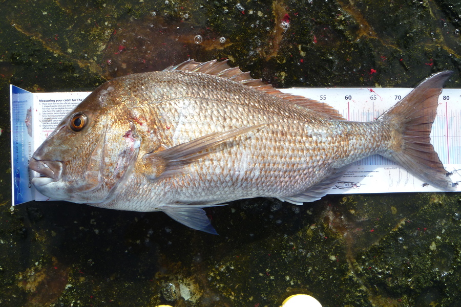 Owen Wills caught this 76.0cm Snapper at coromandel during The Export NZ Fishing Competition